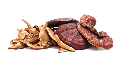 Ekstrak Ganoderma lucidum